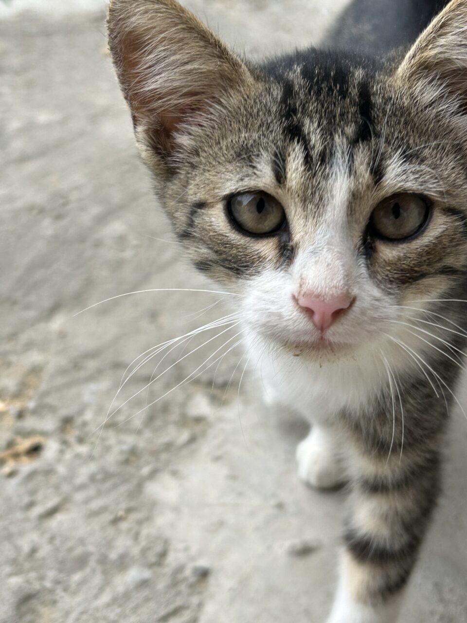 Pui de pisică tabby uitându-se fix la cameră
