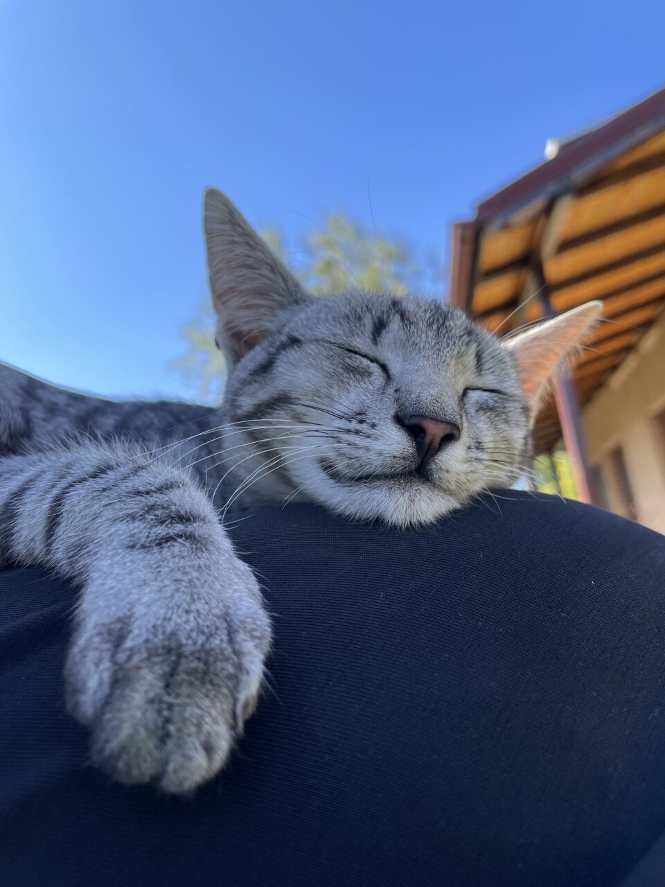 O pisică somnoroasă și liniștită se odihnește la soare