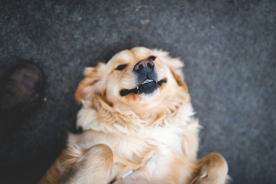 Prim-plan cu un Golden Retriever cu blană aurie, întins pe spate pe o suprafață gri de asfalt. Câinele își ține labele din față strânse spre piept și privește în sus cu o expresie amuzantă, lăsând să i se vadă puțin dinții de jos