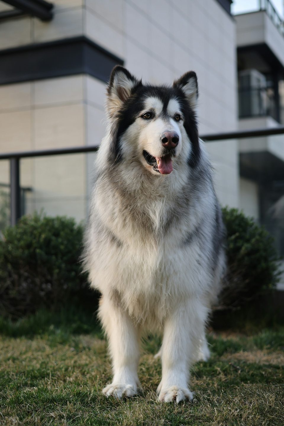 Câine din rasa Malamut de Alaska sau Husky cu blană bogată albă și gri, stând pe iarbă în fața unei clădiri moderne